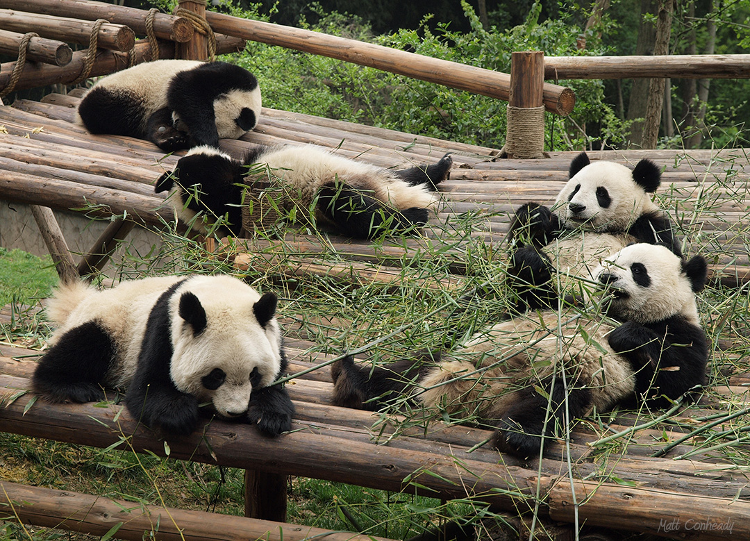 Pandas at the Chengdu Panda Breeding Base