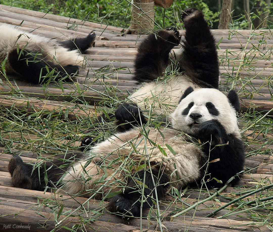 Pandas at the Chengdu Panda Breeding Base - eating bamboo shoots