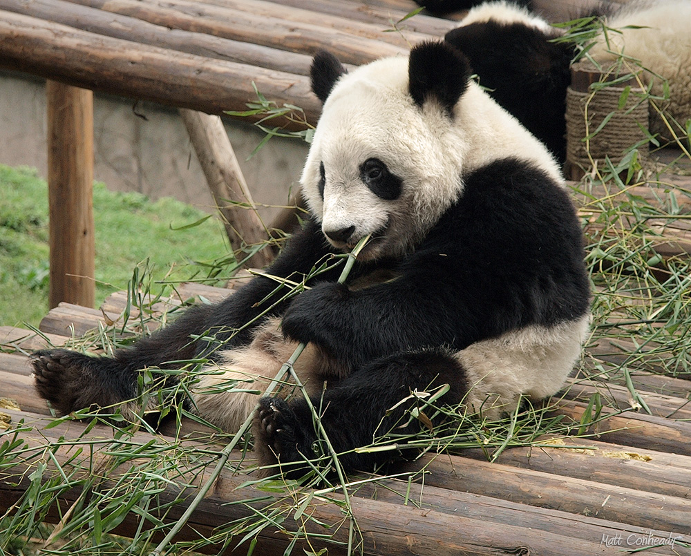 Pandas at the Chengdu Panda Breeding Base - eating bamboo 