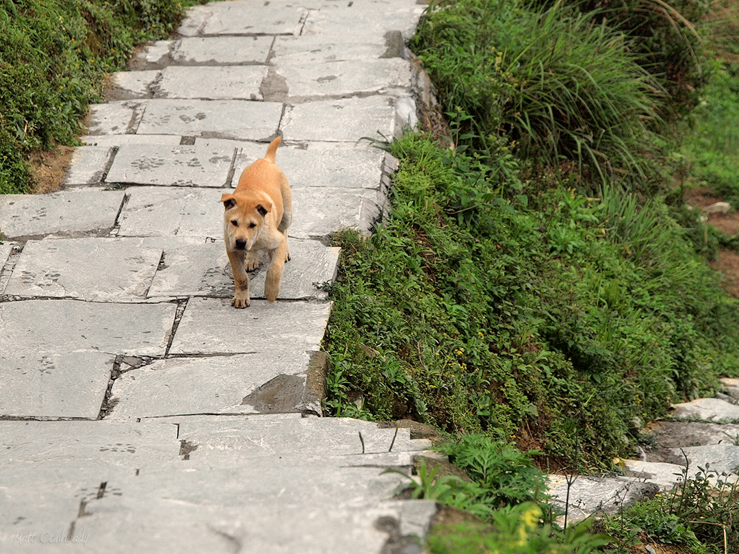 Dog in Longsheng village