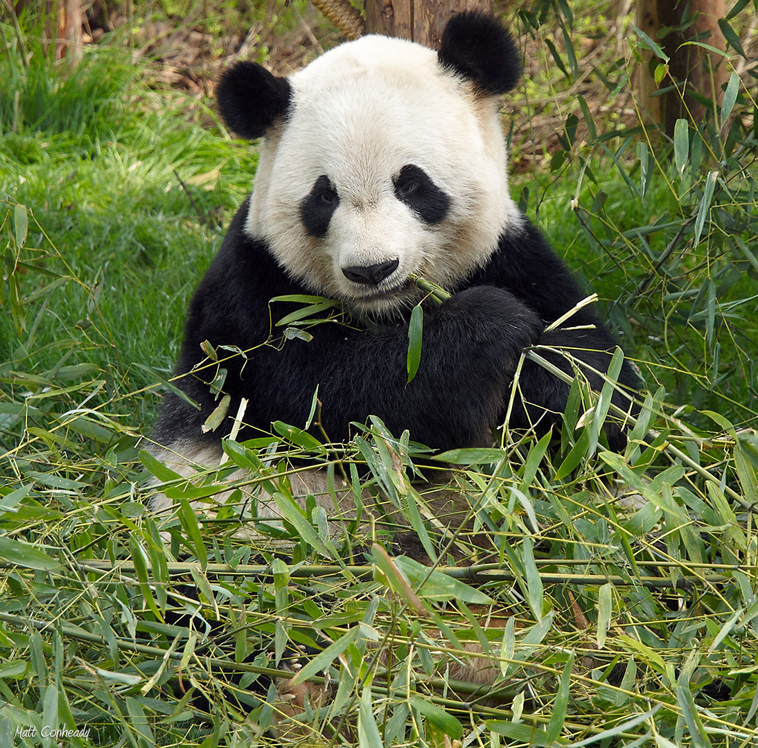 Adult panda eating