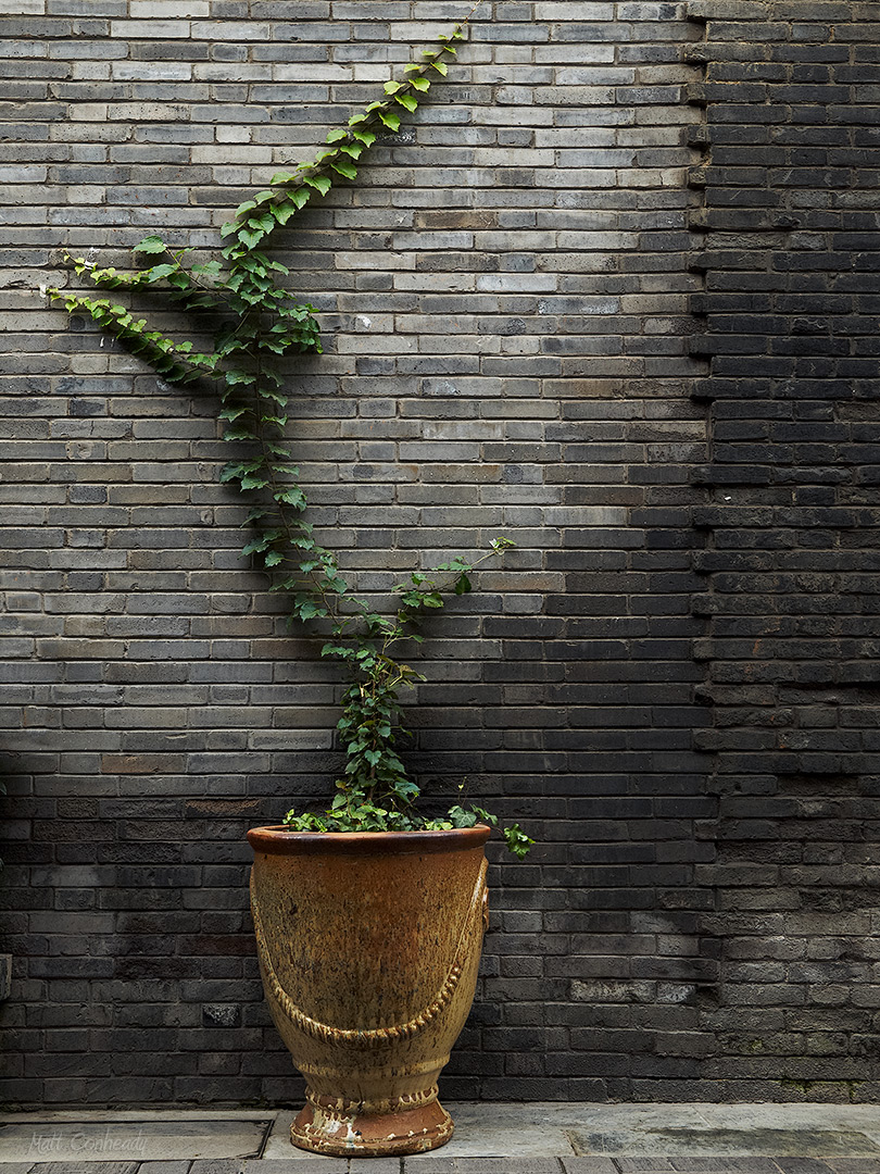 old stone wall and ivy, Kuanzhai Xiangzi, chengdu china