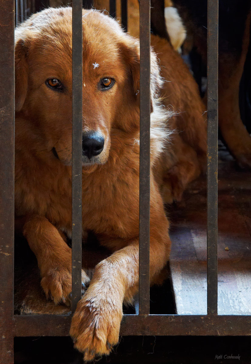 dogs sold for meat at a cage in a meat market in yunnan