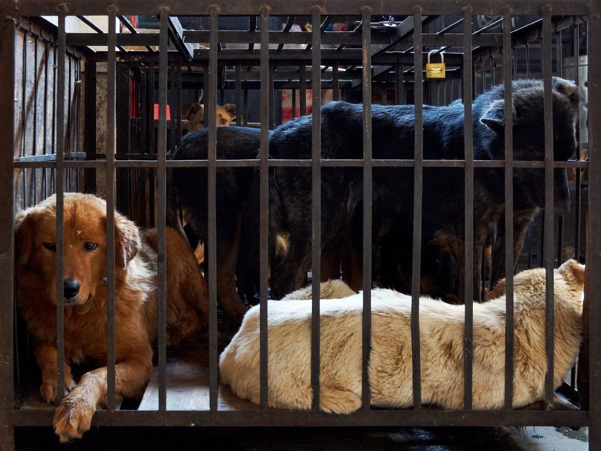 dogs sold for meat at a cage in a meat market in yunnan