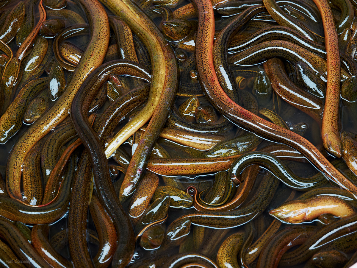 a mass of live eels at a Chinese wet market in Chengdu, China