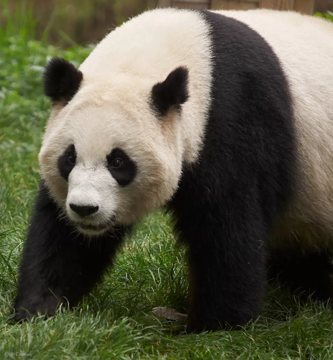 More Time With Pandas In Chengdu – Matt's Asia Travels