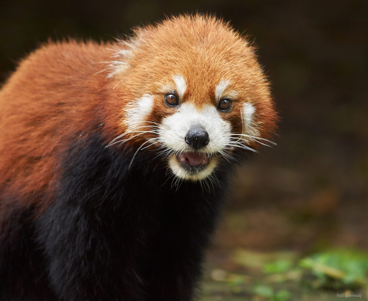 a red panda eating