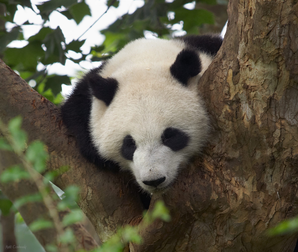 panda looking down from a tree