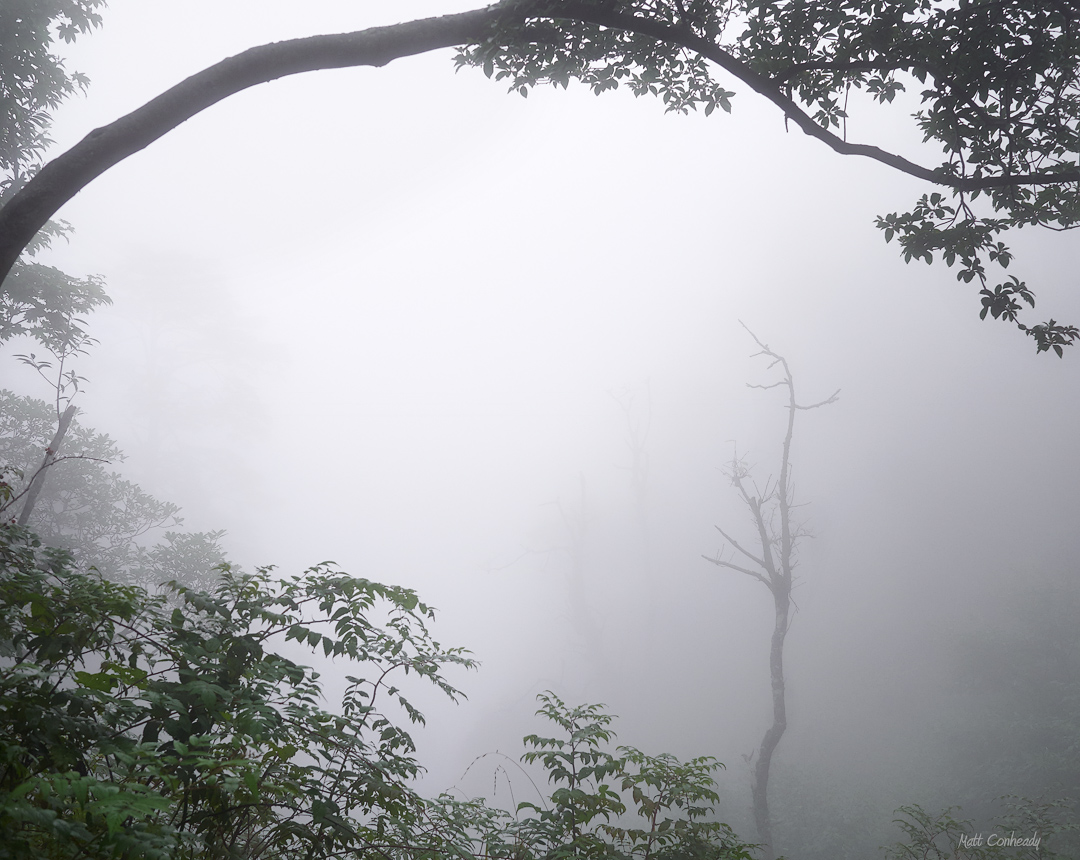 Mt Emei trees in heavy fog