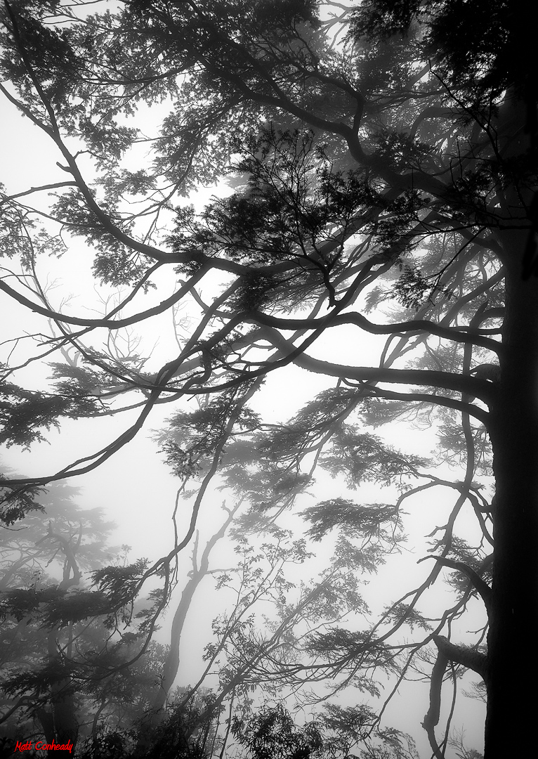 Chinese ink-style Mt Emei trees in fog