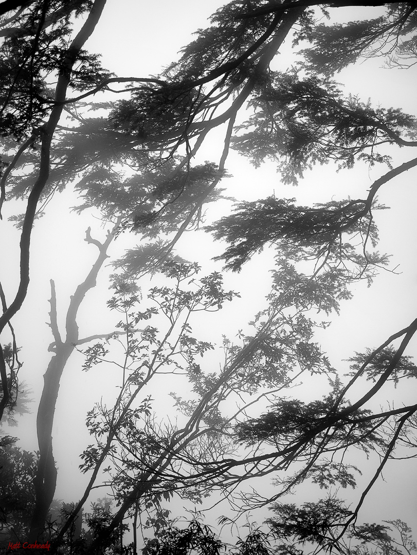 Mt Emie ink-looking trees in fog