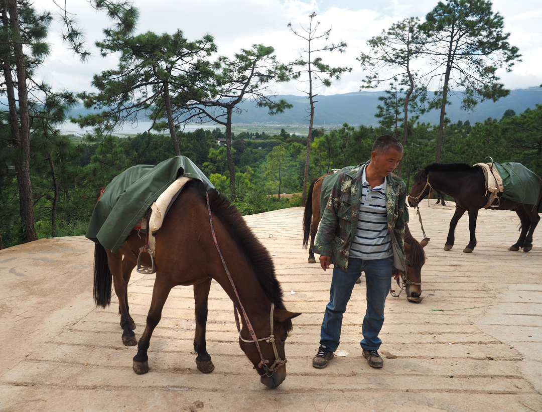 Silk road horses