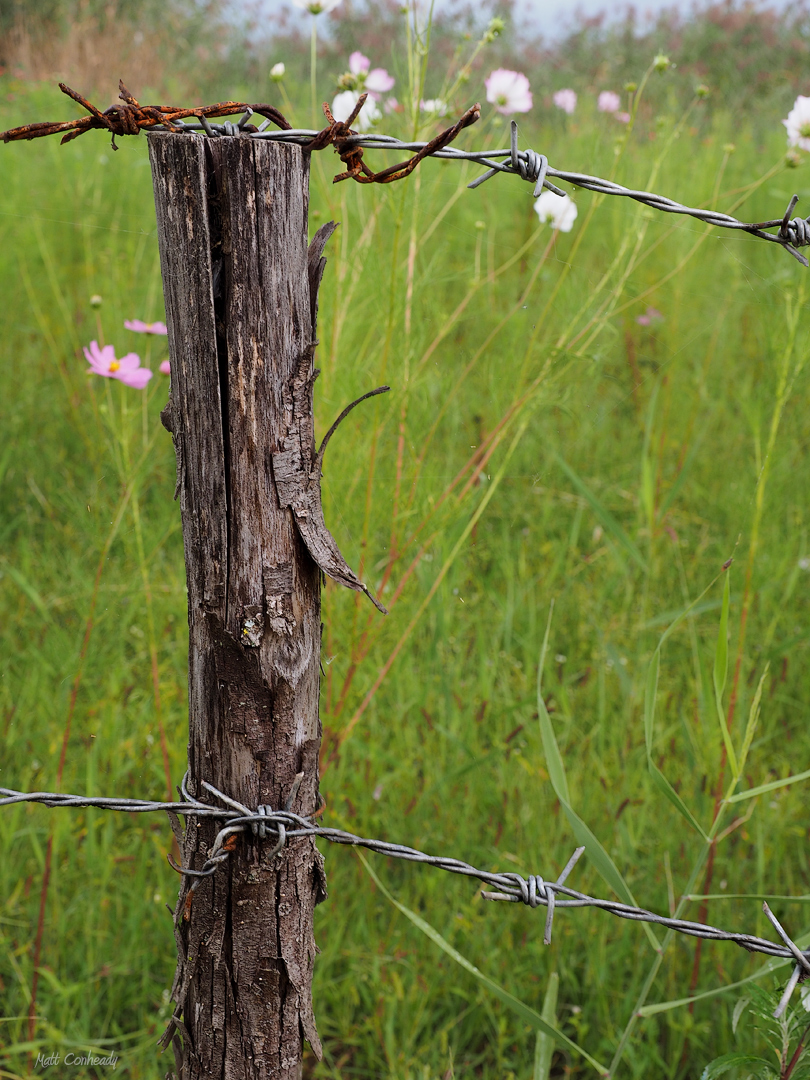 Wire fence on a ranch in Lijiang