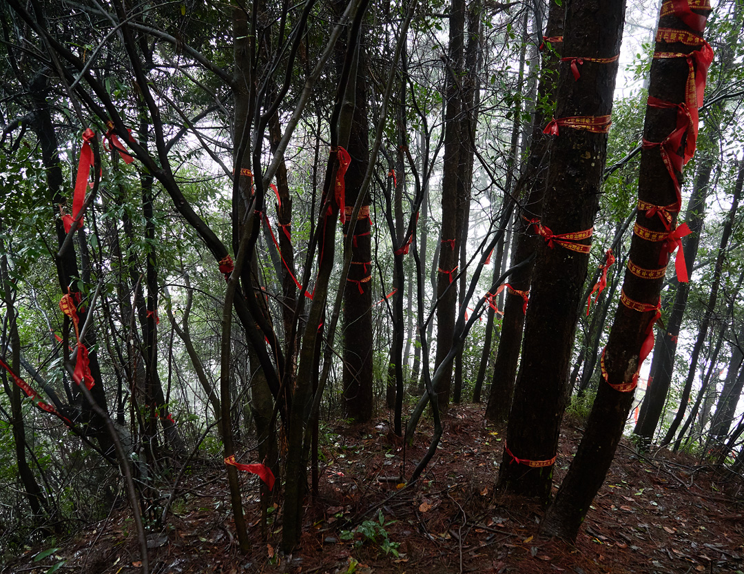 Red ribbons tied to trees along the Catching the Stars trail in Zhangjiajie