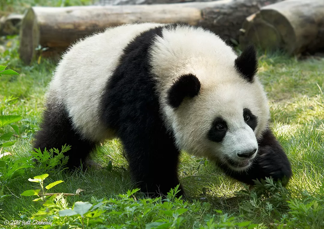 happy panda, Chengdu Research Base of Giant Panda Breeding