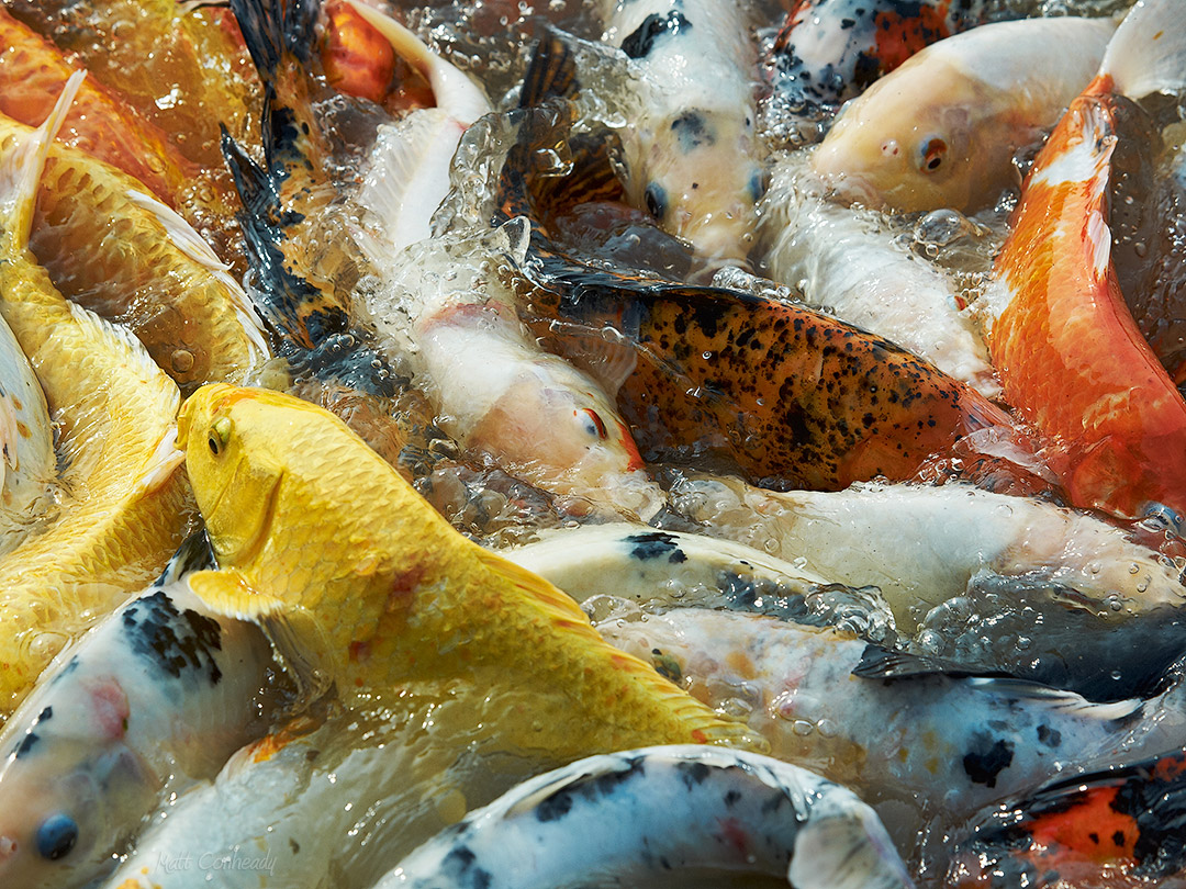 Koi feeding frenzy