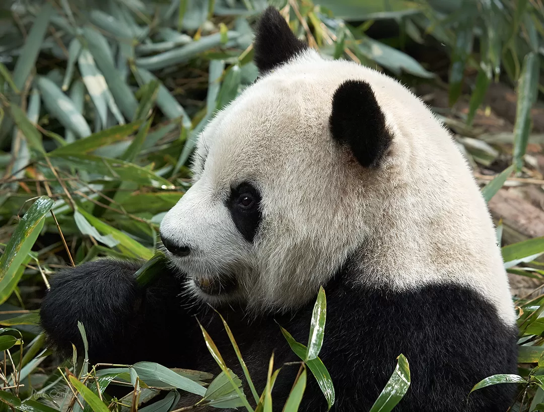 eating panda - Chengdu, China