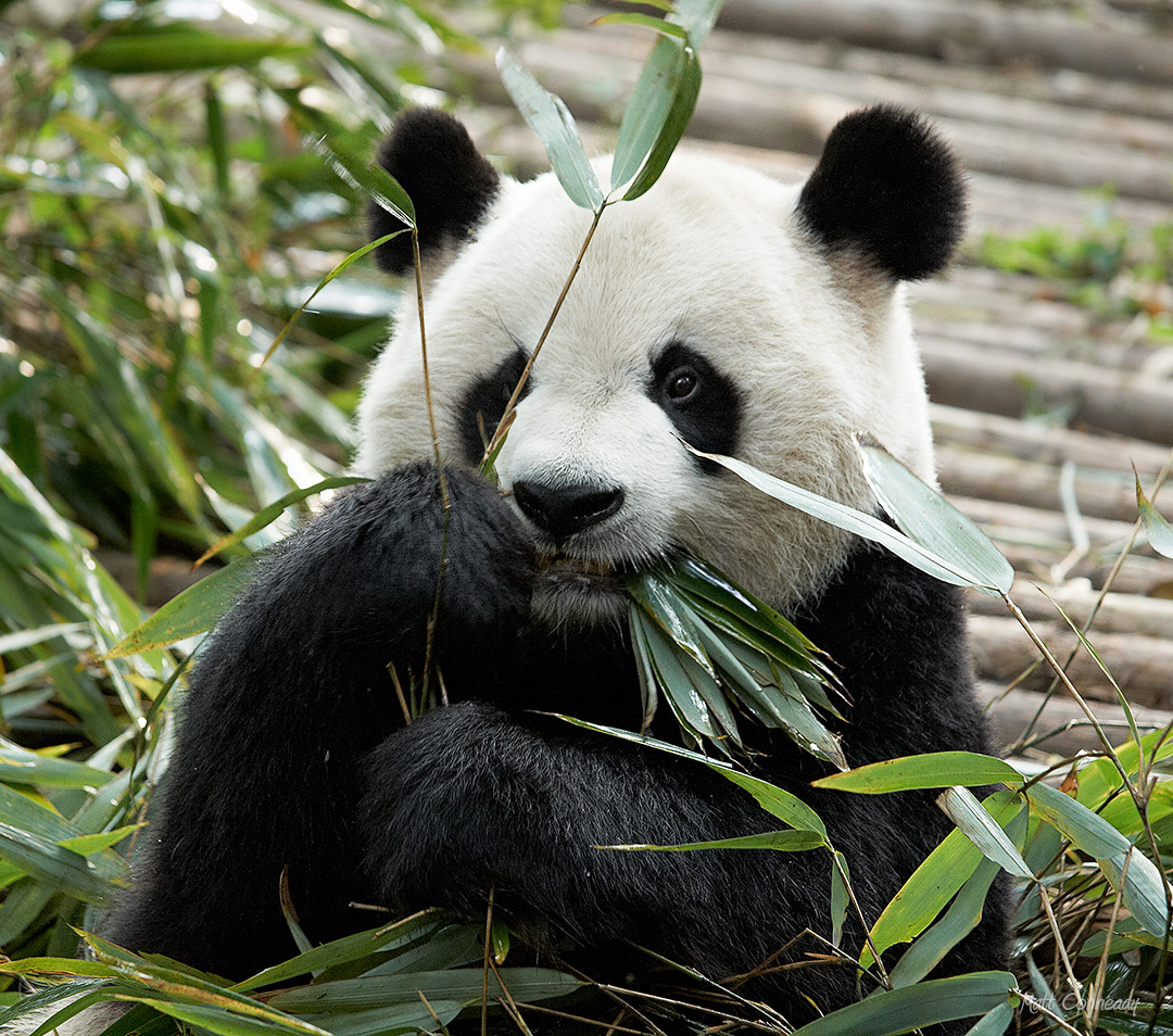 panda eating - Chengdu, China