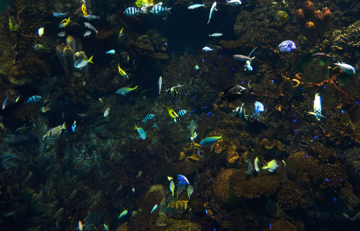 tropical fish at osaka aquarium