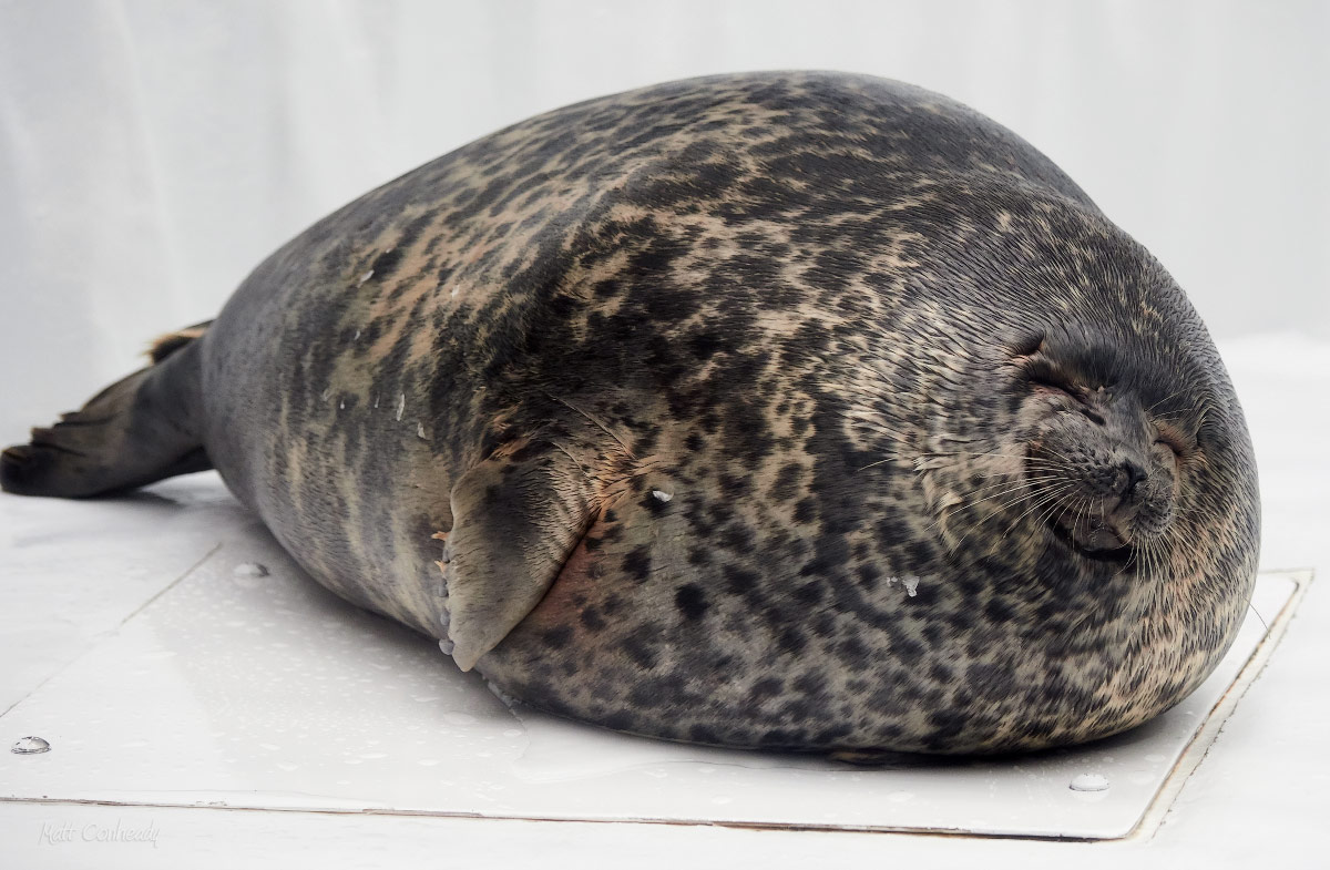 happy fat seal, Osaka aquarium