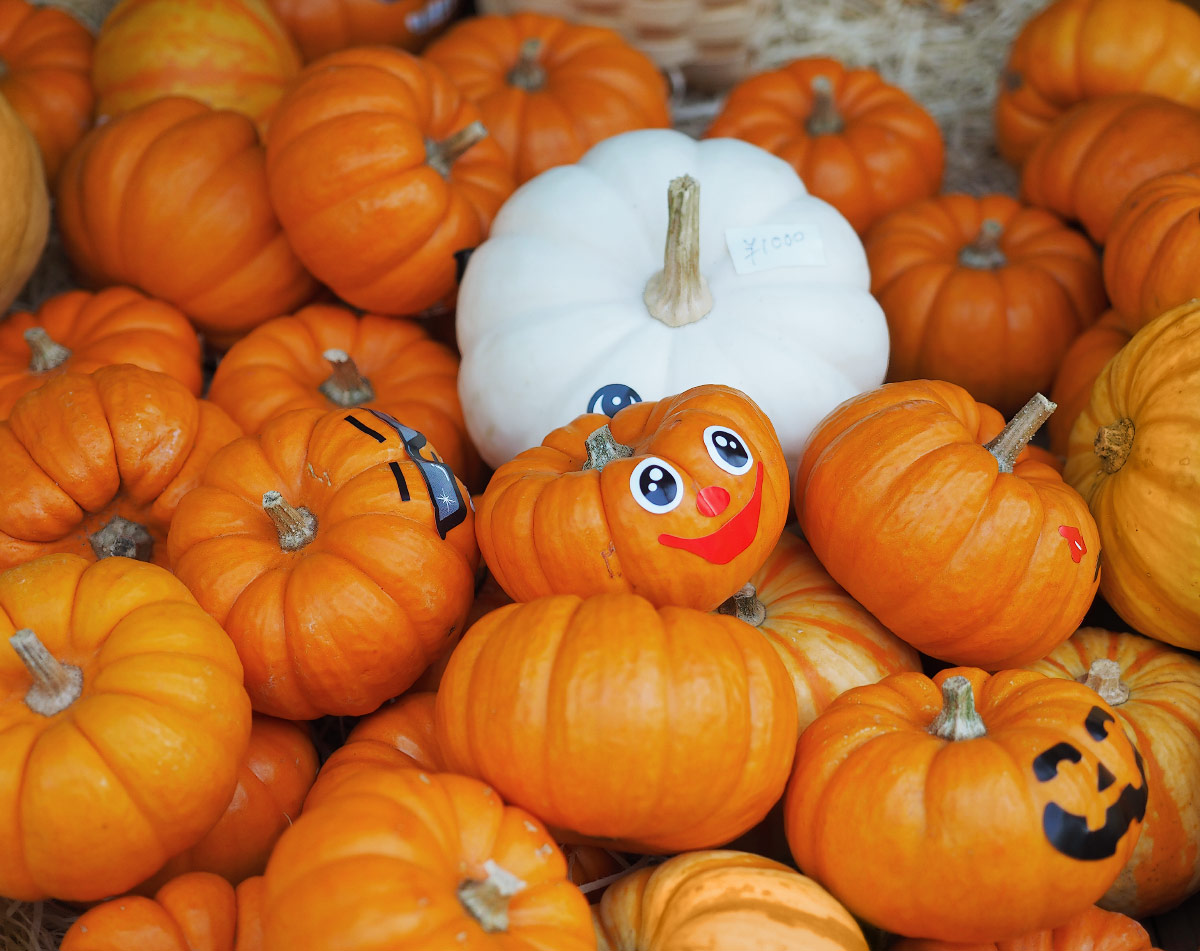 decorative mini pumpkins